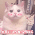 萌宠 猫咪 猫 喵星人 你是在打发我小猫咪吗 可爱 萌