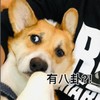 萌宠 汪星人 有八卦 好奇 呆萌 可爱