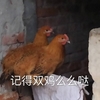 萌宠 小鸡 双击 么么哒 搞怪 逗
