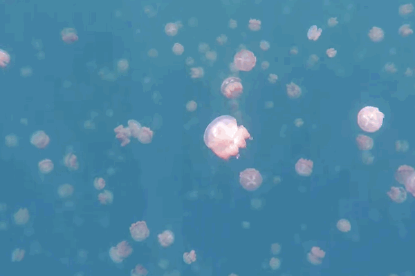 水母 海洋动物  水下摄影 海洋无脊椎动物