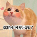 小可爱 猫