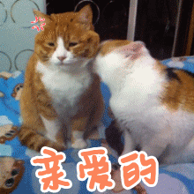猫咪 亲吻 别生气了 可爱