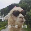 萌宠 小羊 不感兴趣 谢谢 呆萌 可爱
