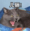 儿砸 动物 搞笑 魔性 逗趣