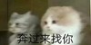 萌宠 喵星人 向你奔来 奔过来找你 呆萌 可爱