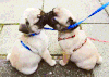 哈巴狗 pug 亲亲 卖萌