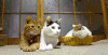 无限的猫  二蛋 二货  逗逼