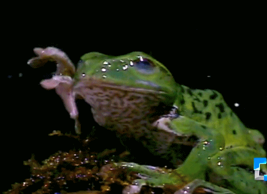 青蛙 美景 动物 水滴