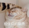 萌宠 喵星人 按住你的脑壳 摸头 呆萌 逗