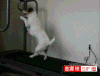 狗狗 跑步机 搞笑 可爱