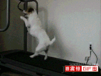 狗狗 跑步机 搞笑 可爱