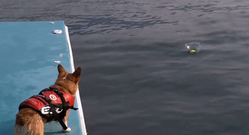威尔士矮脚狗 跳海 游泳 可爱的