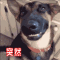 soogif soogif出品 狗 突然乖巧