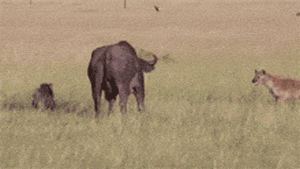 鬣狗 水牛 捕猎 食物链