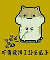 仓鼠 卖萌 可爱 吓掉我掉了瓜子