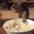 萌宠 猫星人 爆米花 吃货 搞怪 逗
