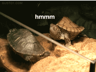 乌龟 张嘴 搞笑