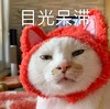 萌宠 喵星人 目光呆滞 难受 搞怪 逗
