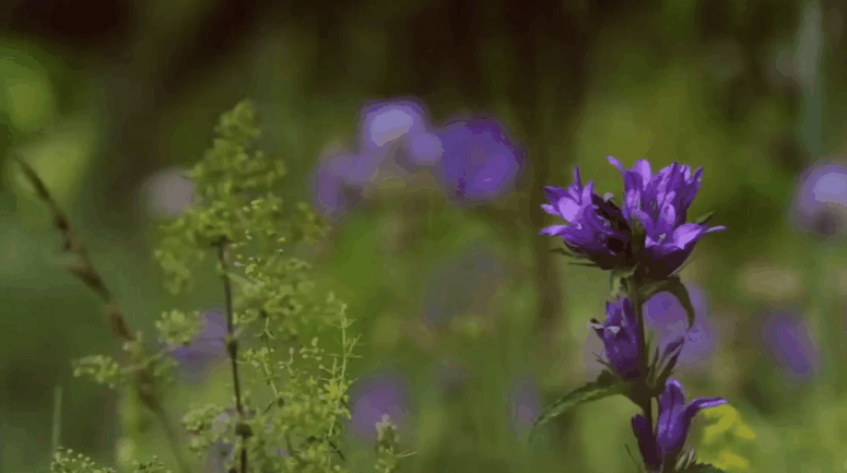 植物 紫色 纪录片 美丽的贝加尔湖 花朵 风景