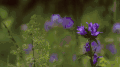 植物 紫色 纪录片 美丽的贝加尔湖 花朵 风景