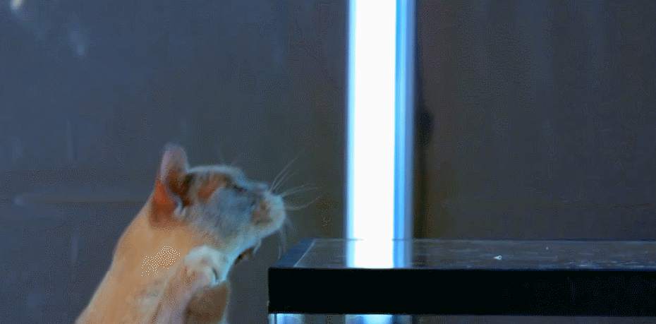 BBC 对猫的发现 猫咪 纪录片 跳跃