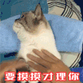 soogif soogif出品 猫 要摸摸才理你