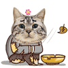 乞讨 可怜 被风吹过 猫星人