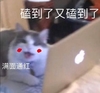 萌宠 喵星人 磕到了 满面通红 可爱 机灵