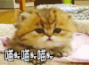 喵喵喵 猫 萌宠 喵