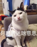 你想表达啥意思 猫咪 歪头 不高兴