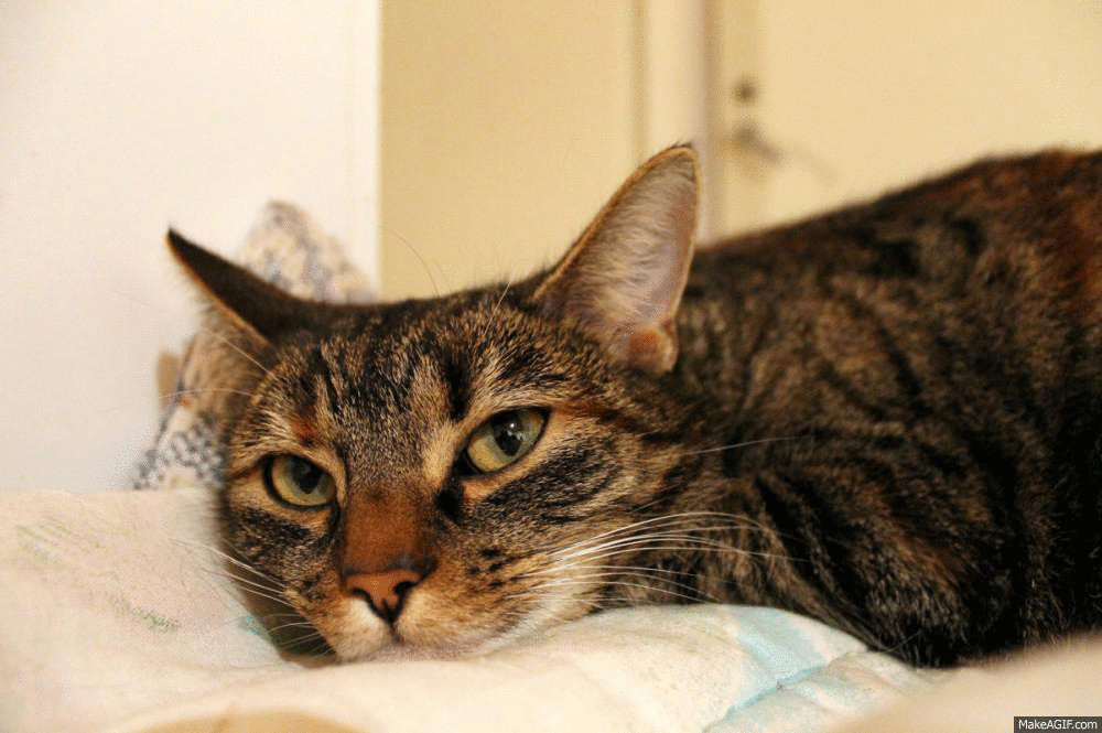 小猫 漂亮的 床 猫 眼睛 啊 茶坊