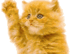 贴纸 猫咪 招手
