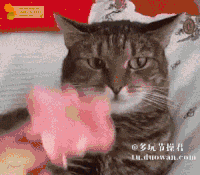 喵星人 顶花 吃惊 特效 恶搞 跟错了主人