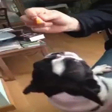 斗牛犬 吃货 挑逗 卖萌