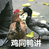 鸡 鸭 鸡同鸭讲
