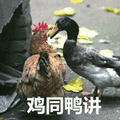 鸡 鸭 鸡同鸭讲