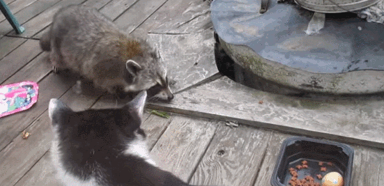 浣熊 raccoon 强盗 甩头
