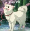 金馆长 狗狗 脸红 你这只狗