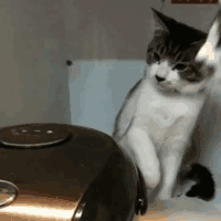 猫咪 电饭煲 可爱 有趣
