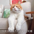 萌星人 可爱 搞笑 小猫今天有人活力四射的一天噢