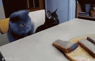 偷面包 猫咪 怂恿