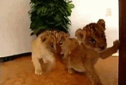 萌宠 狮子 lion