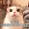 萌宠 猫星人 对不起 你所拨打的耳朵已关机 呆萌 可爱