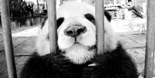 熊猫 动物 栏杆 可爱