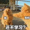 萌宠 猫星人 还不学习 放假在家我的 呆萌 可爱