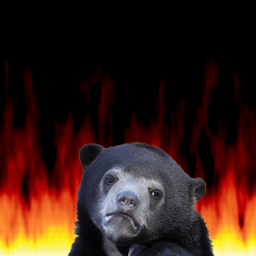 熊 bear 卡通 无奈 火