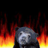 熊 bear 卡通 无奈 火
