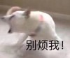 萌宠 汪星人 别烦我 别靠近我 淘气 调皮