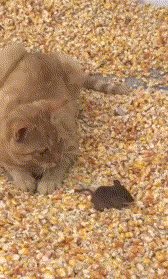萌宠 搞笑 可爱 笑死人