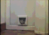 小门 猫咪 搞笑 观看